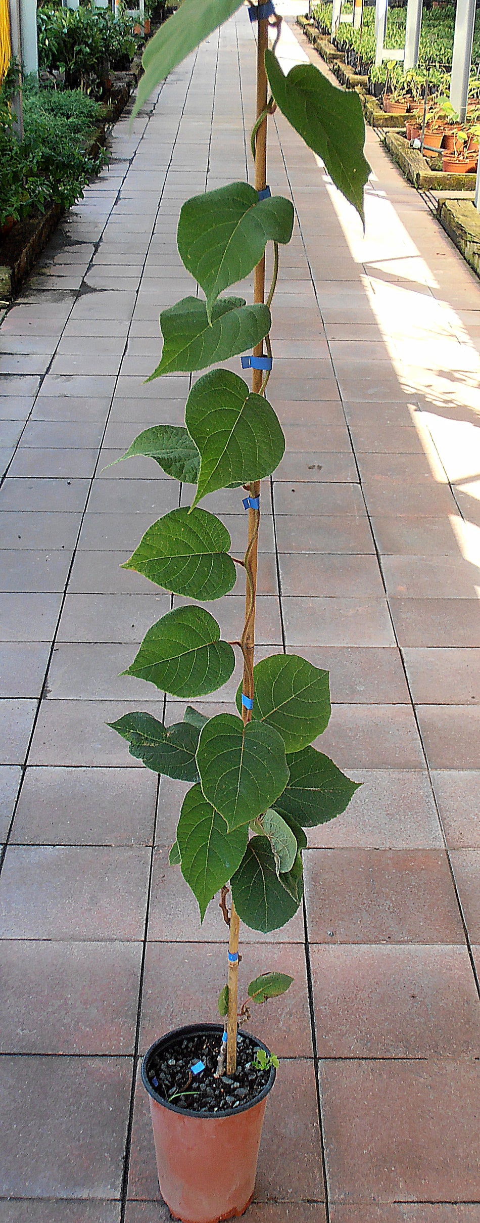 Alberi di kiwi