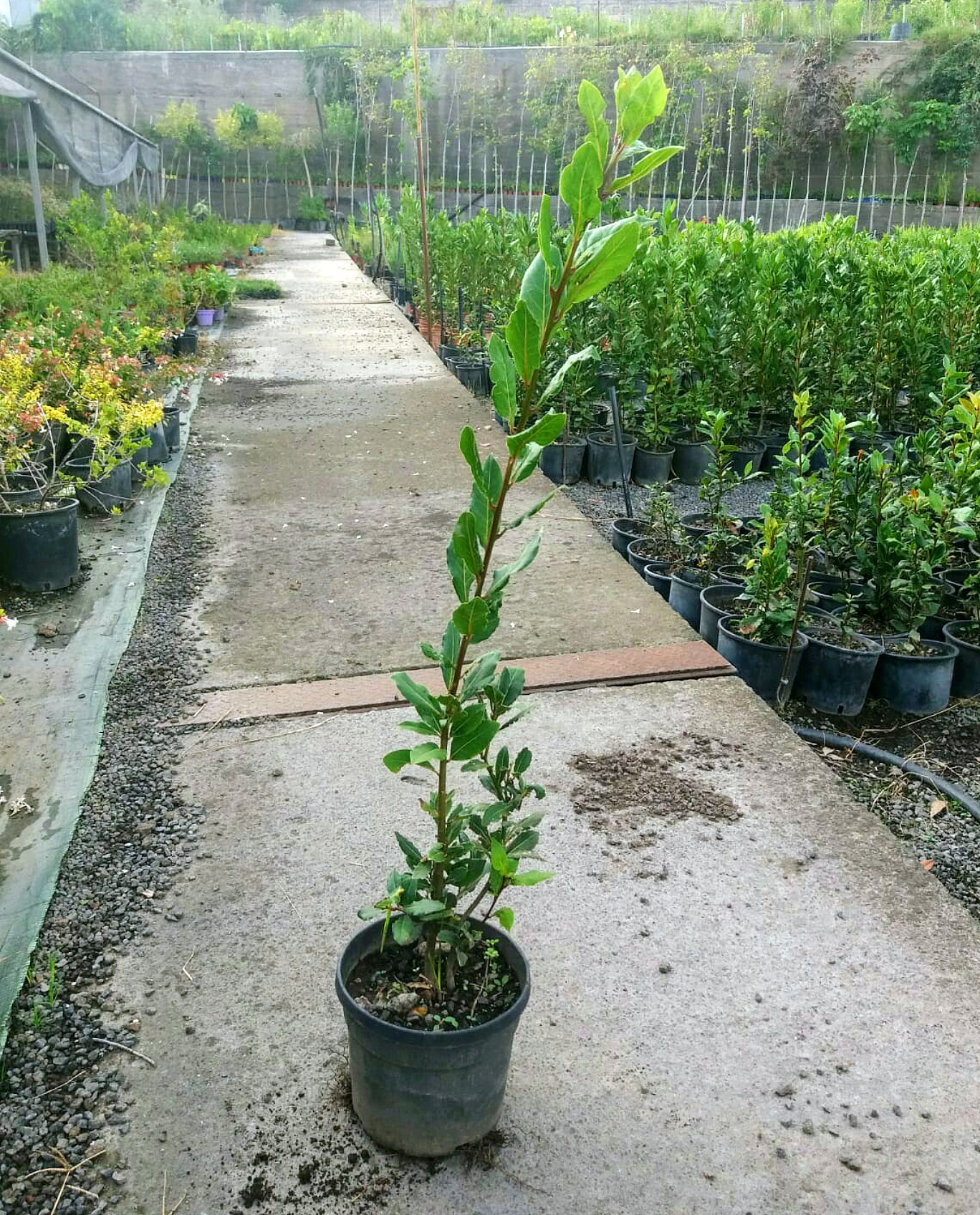 Alberi di alloro
