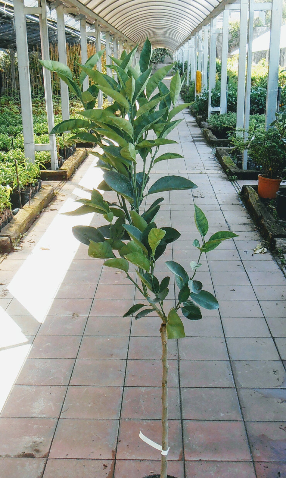 Alberi di arance