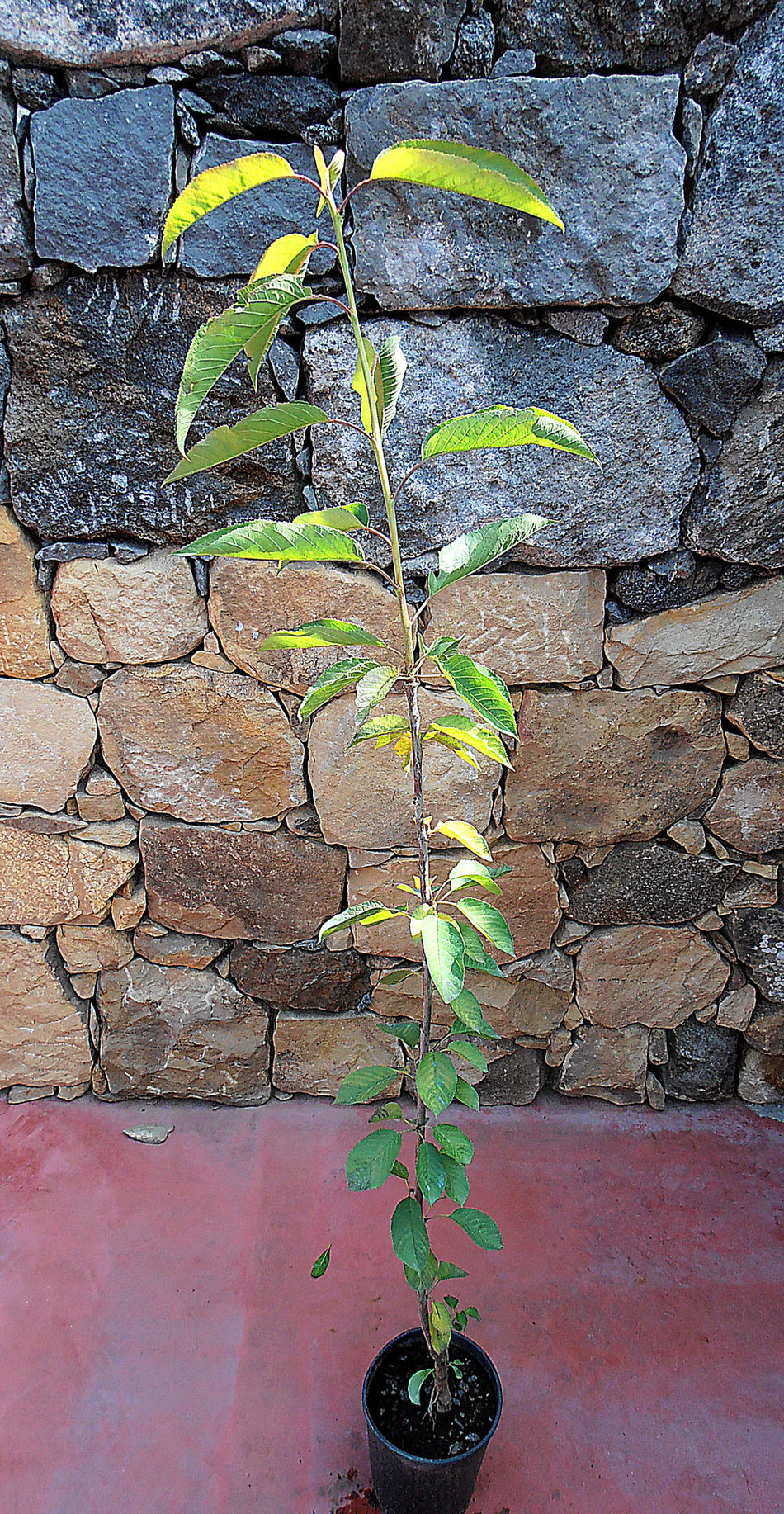 Alberi di ciliegie