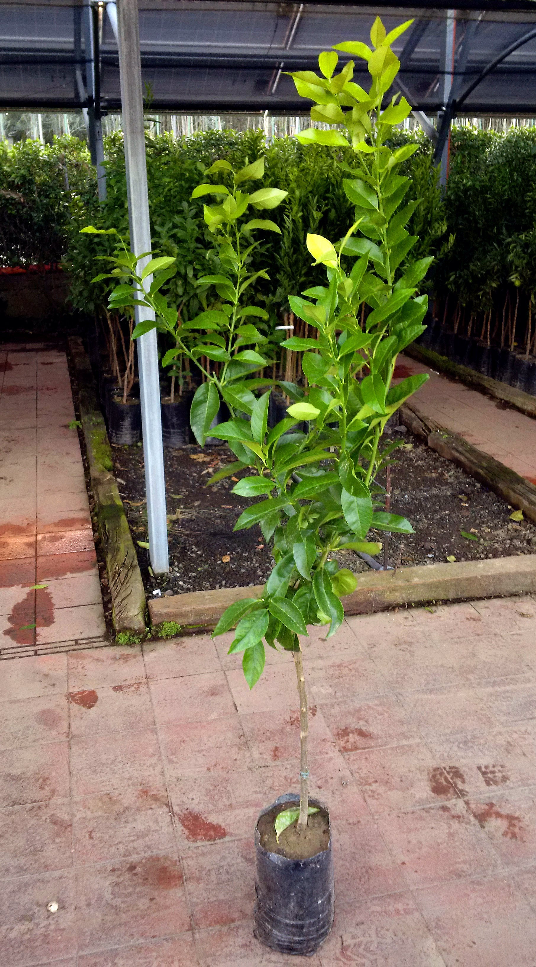 Alberi di cedri