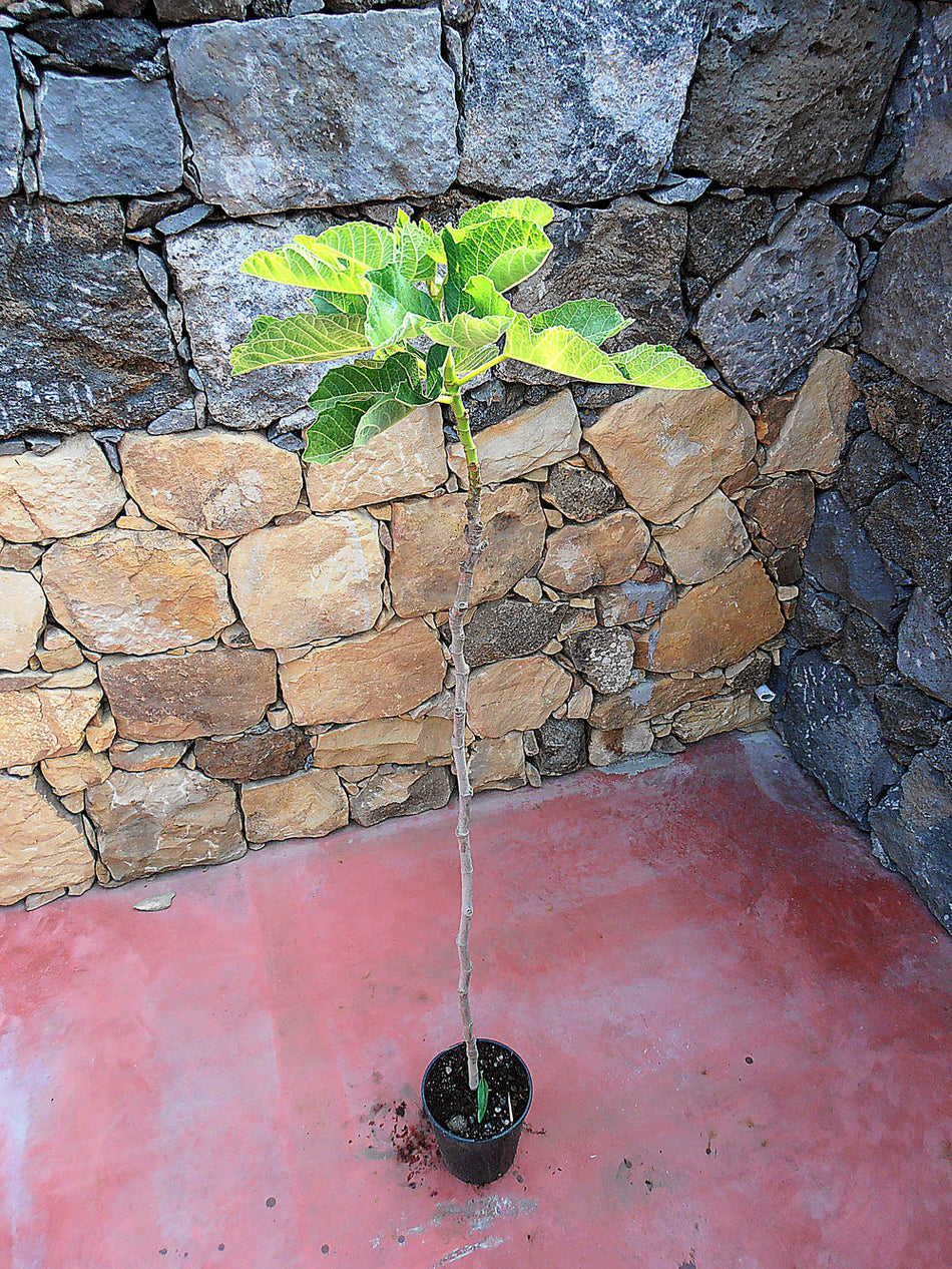 Alberi di fichi