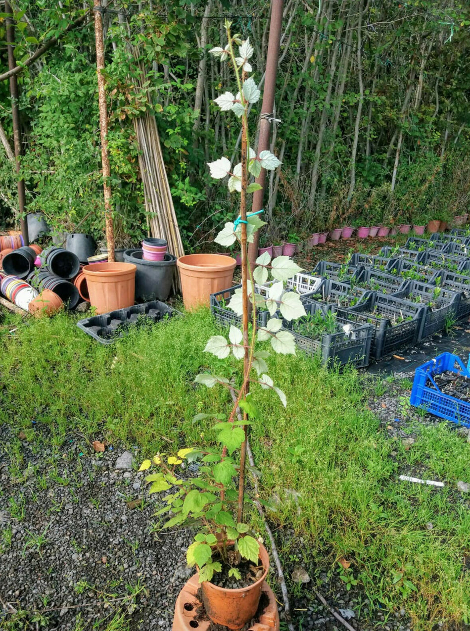 Piante di frutti di bosco