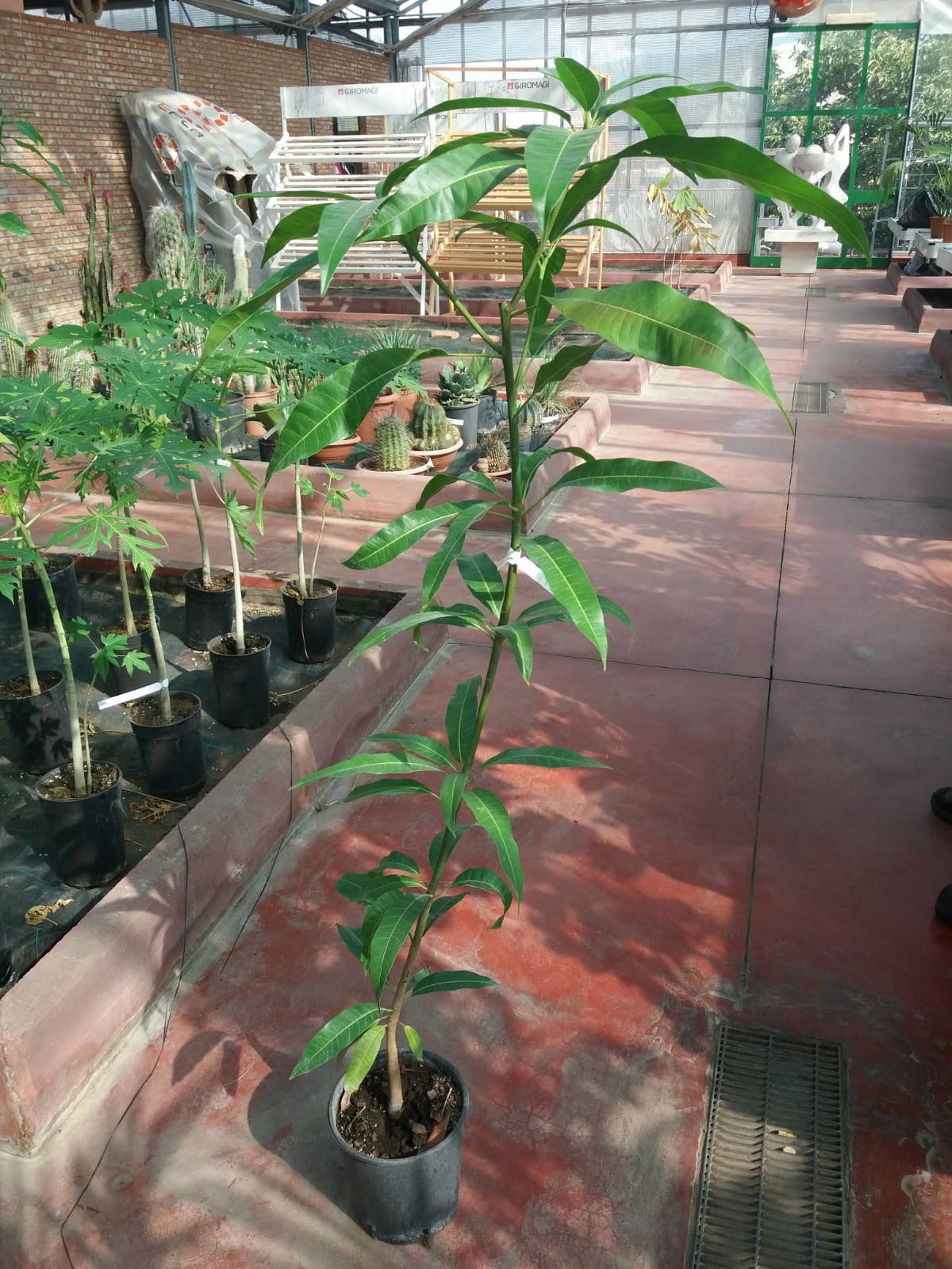 Alberi di lime