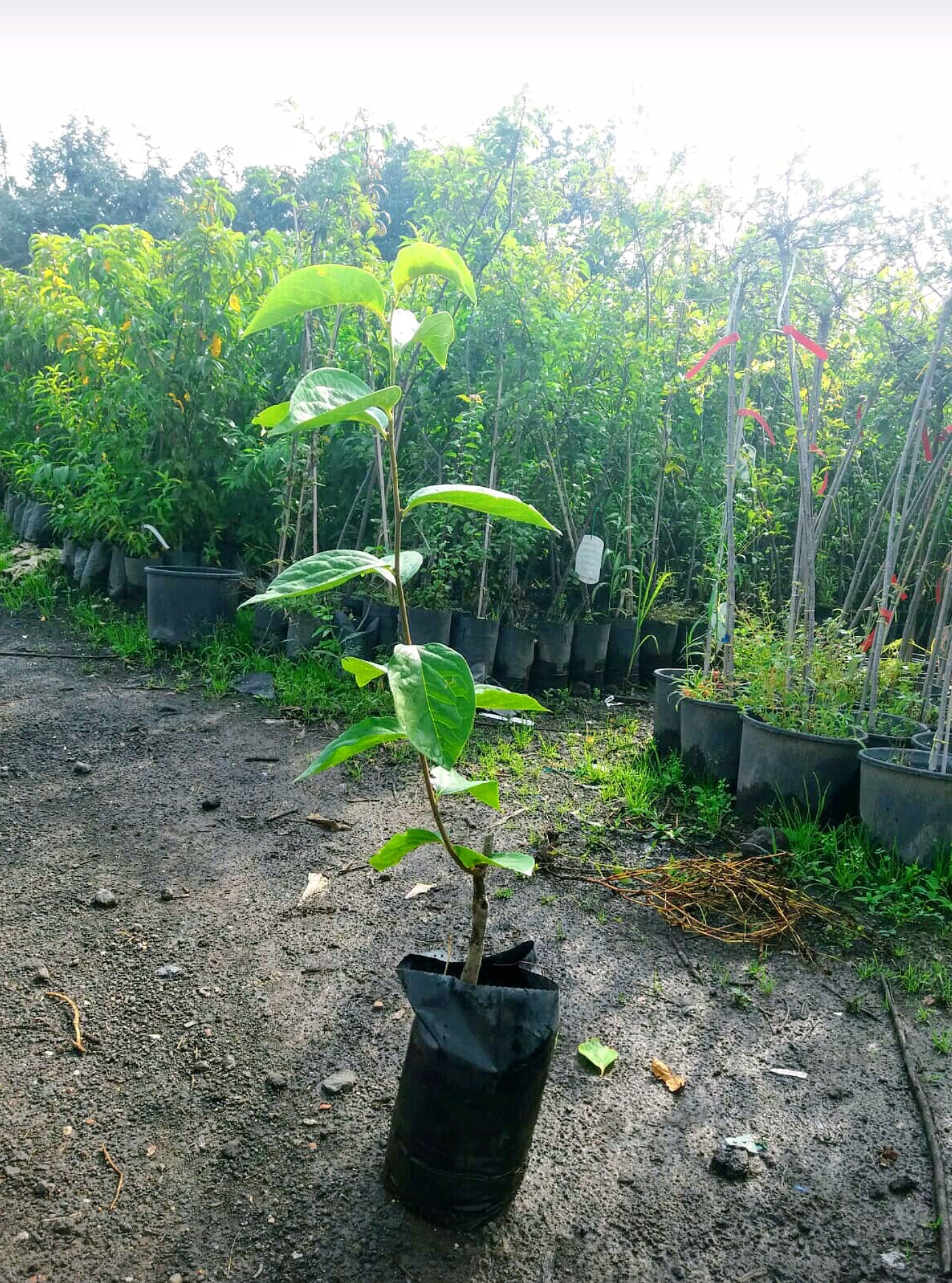 Alberi di loti