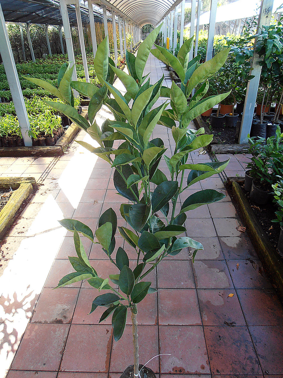 Alberi di limoni