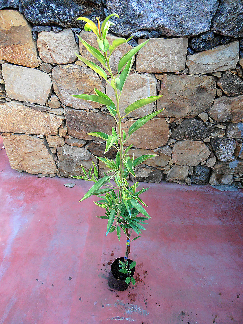 Alberi di mandorle