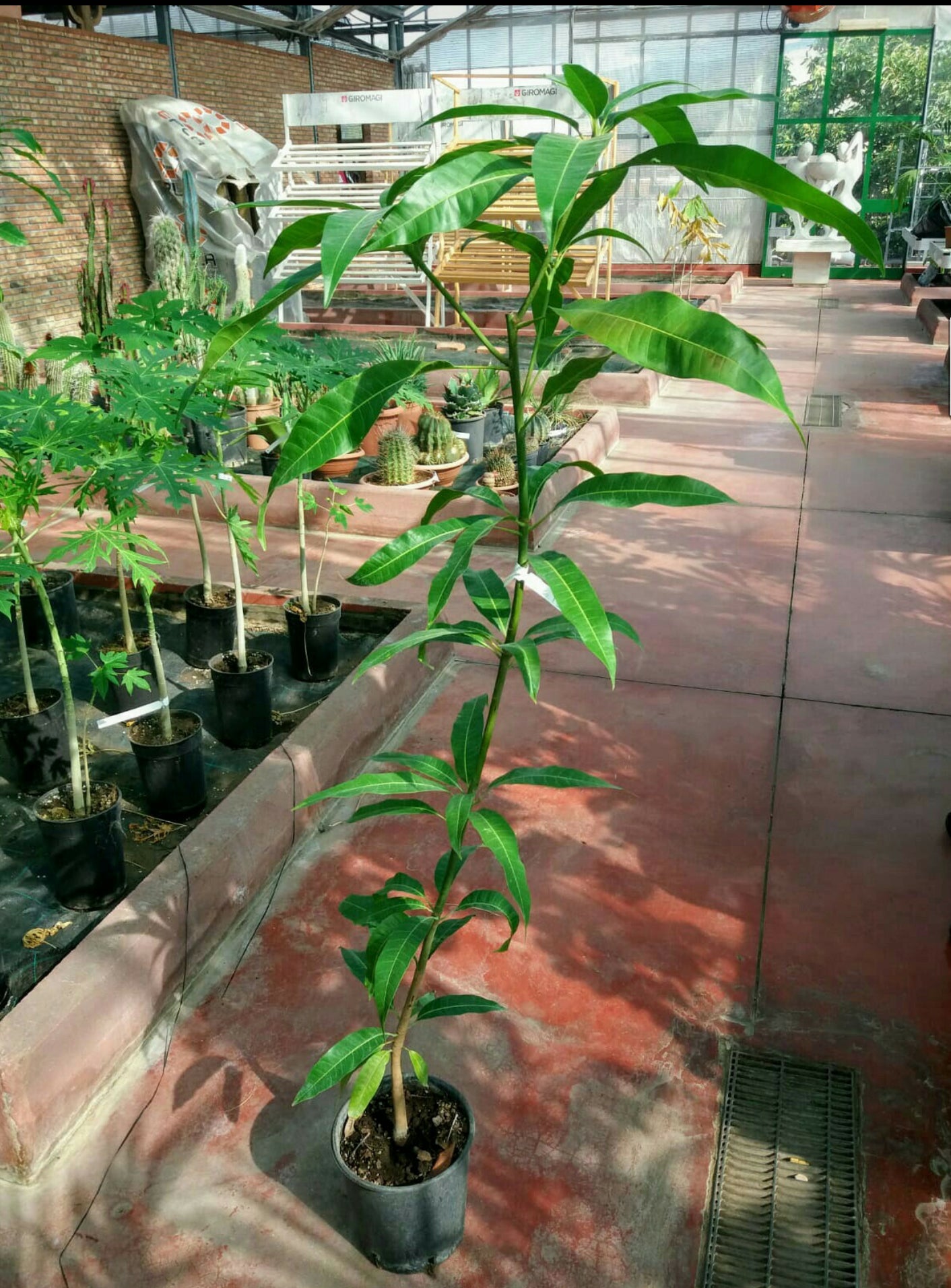 Alberi di mango