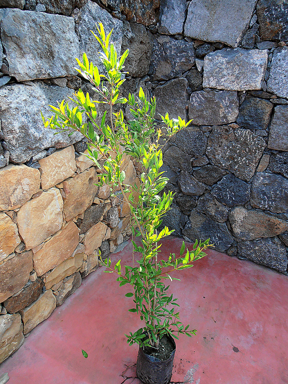 Alberi di melograno