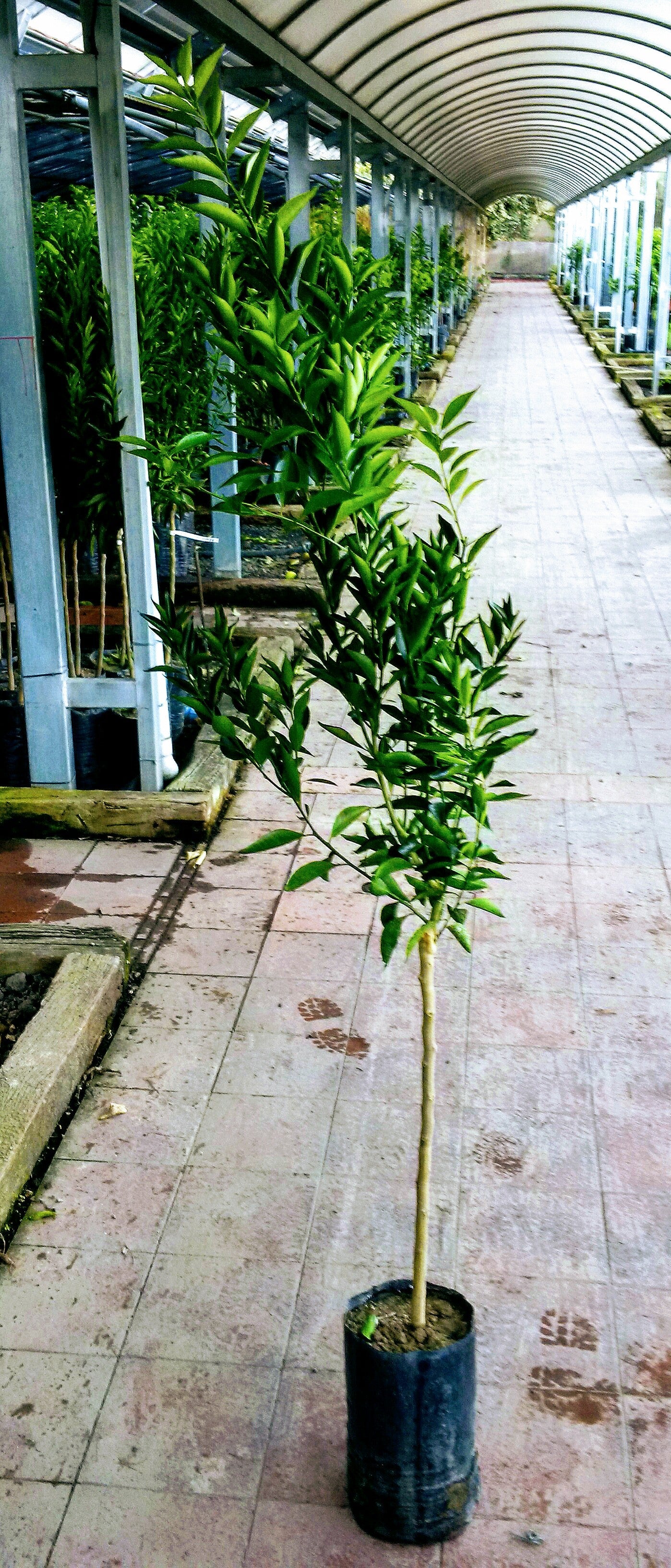 Alberi di mandarini