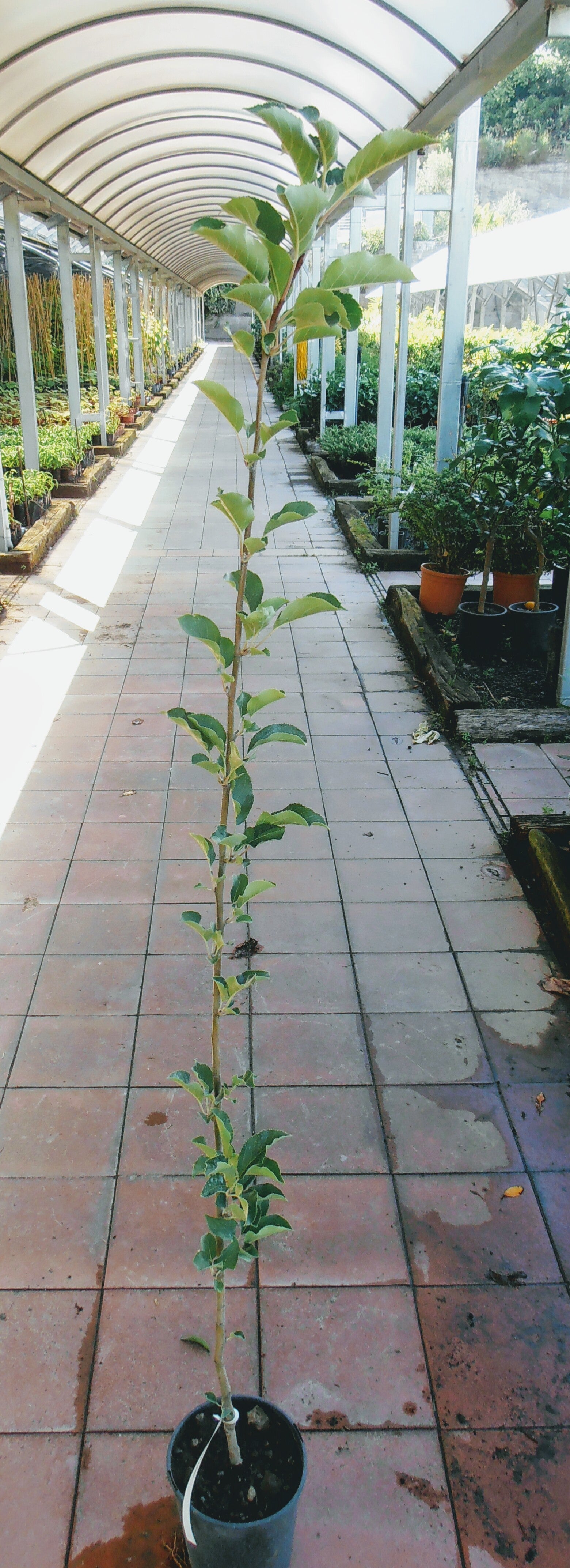 Alberi di mele