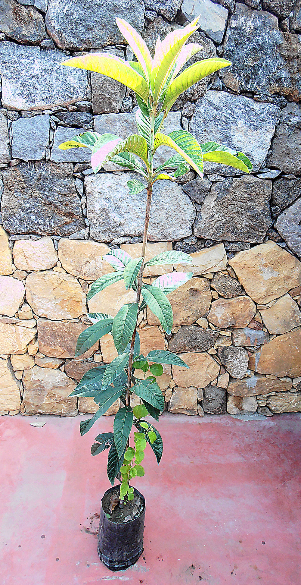 Alberi di nespole