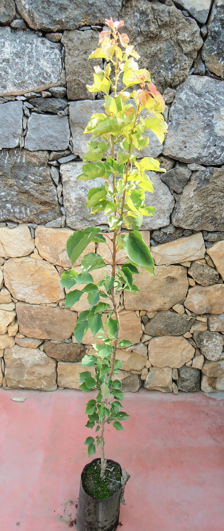 Alberi di pere