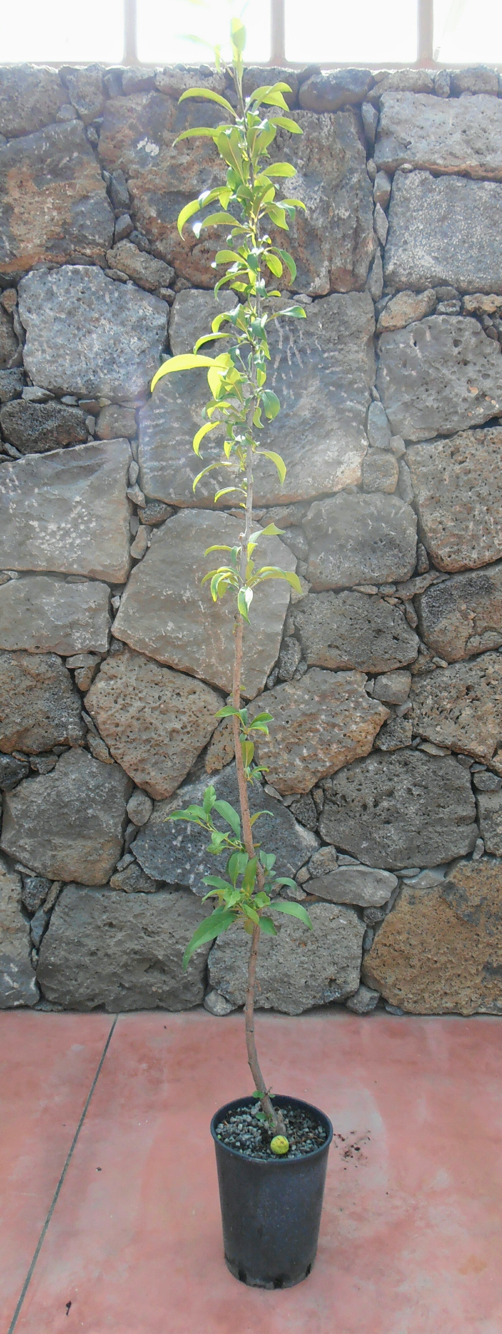 Alberi di pistacchi