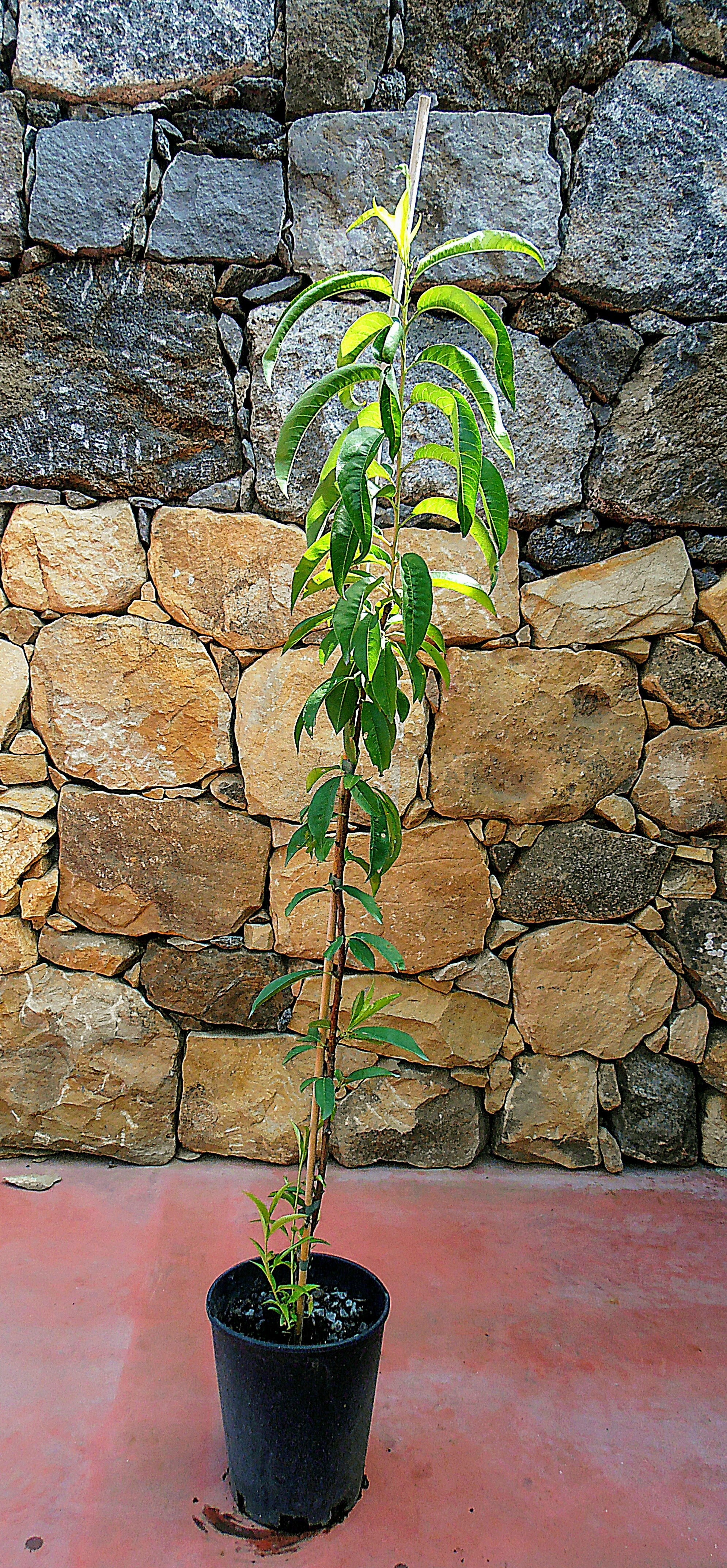 Alberi di pesche