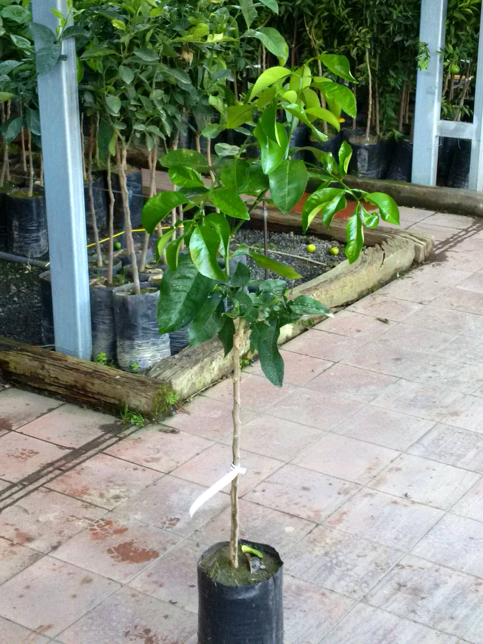 Alberi di pompelmi