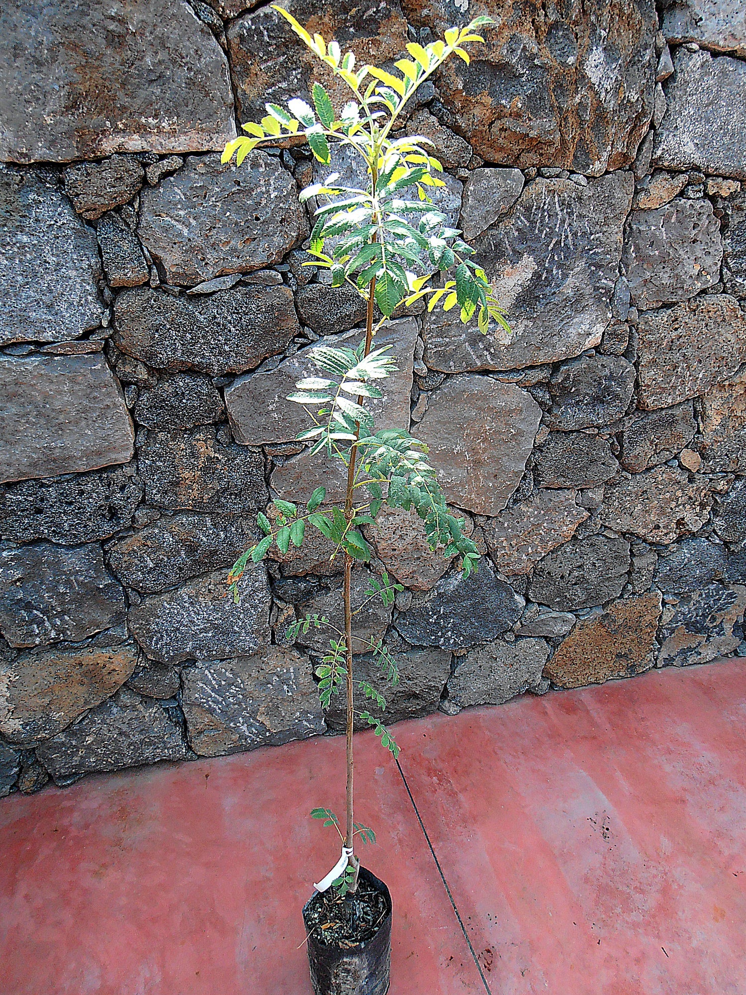 Alberi di sorbo