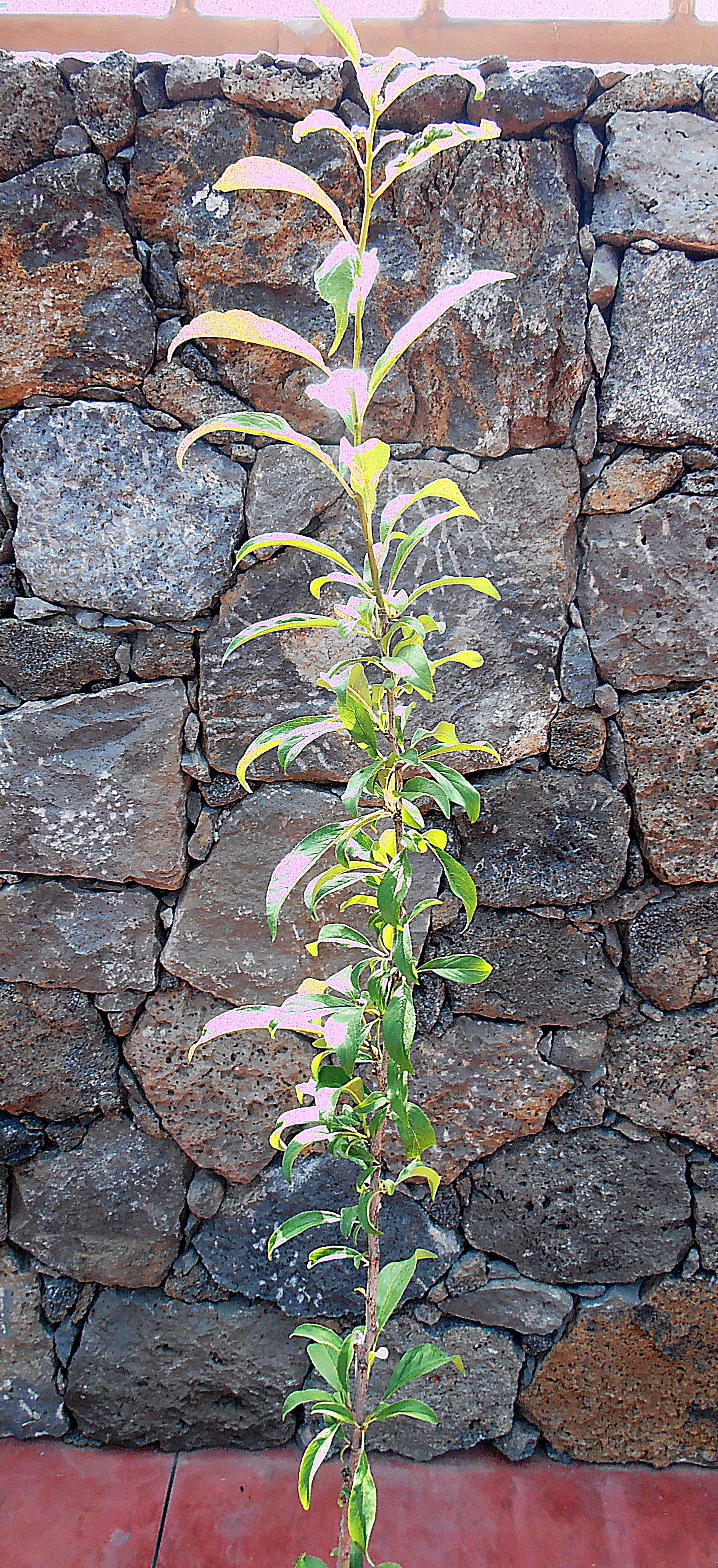 Alberi di susine