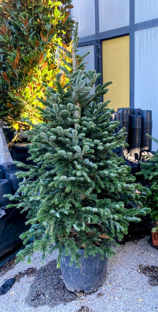Alberi di natale