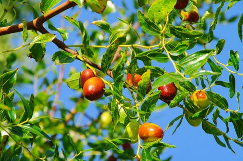 Alberi di giuggioli