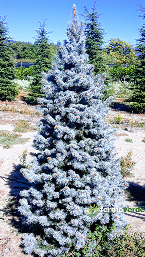 Abete Kosteriana Blu INNESTATO - 1,25 m