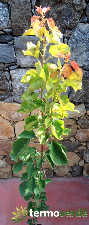 Albero albicocco Bulida, spedizione Express
