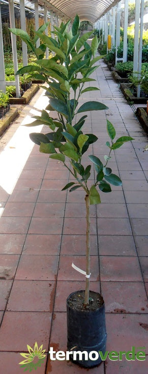 Albero arancio Primo Sole, spedizione Express