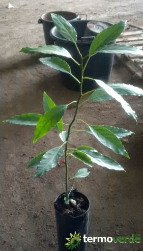 Albero avocado, spedizione Express