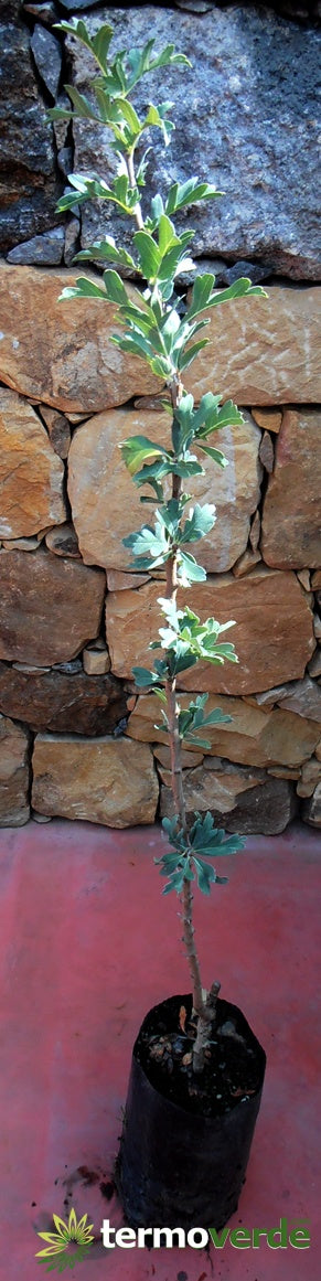Albero azzeruolo bianco, spedizione Express