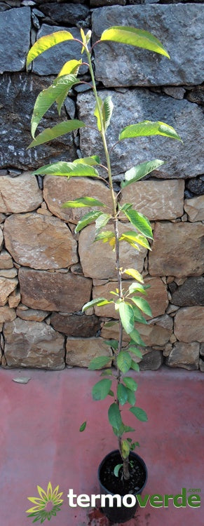 Albero ciliegio Durone di Vignola I, spedizione Express