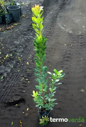 Albero corbezzolo, spedizione Express