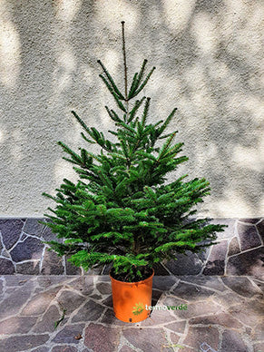 Albero di Natale natale Abete Bianco - 1,8 m