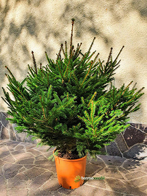Albero di Natale naturale Abete Rosso - 2,20 m