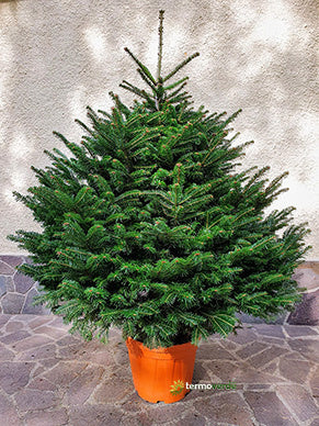 Albero di Natale naturale Nordmanniana - 2,25 m