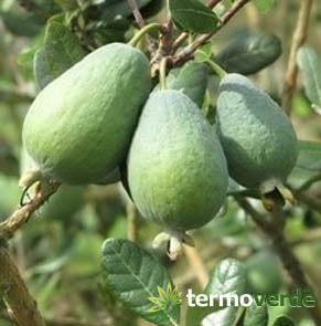 Albero feijoa, spedizione Express