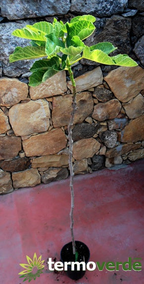 Albero fico Bifera bianco, spedizione Express
