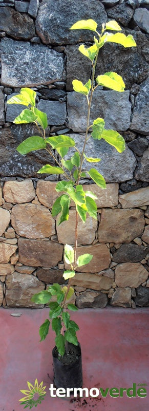 Albero gelso rosso, spedizione Express