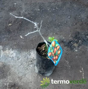 Albero giuggiolo, spedizione Express