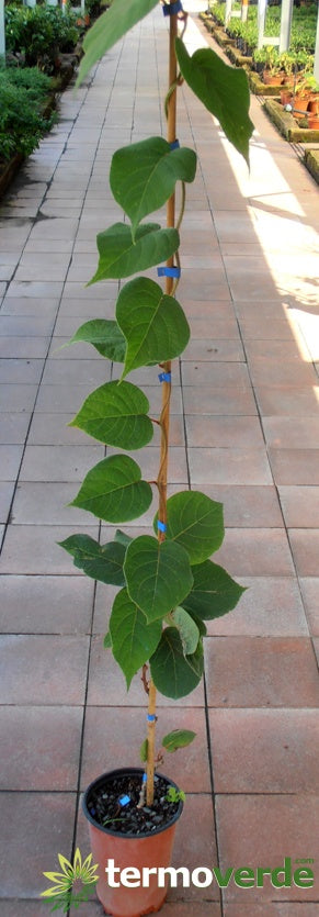 Albero kiwi Tomuri maschio impollinatore, spedizione Express