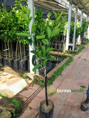 Albero lime, spedizione Express