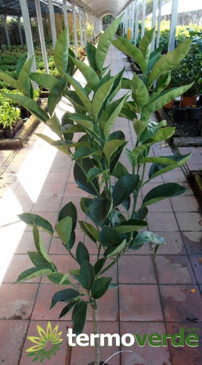 Albero limone Femminello Siracusano, spedizione Express