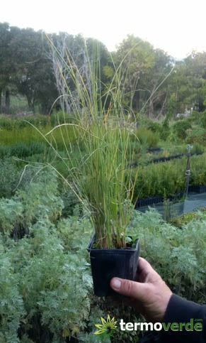 Albero lino, spedizione Express