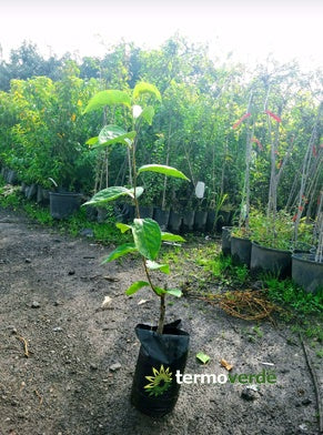 Albero loto Jiro, spedizione Express