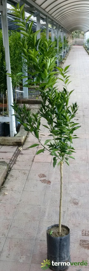 Albero mandarino tardivo di Ciaculli, spedizione Express