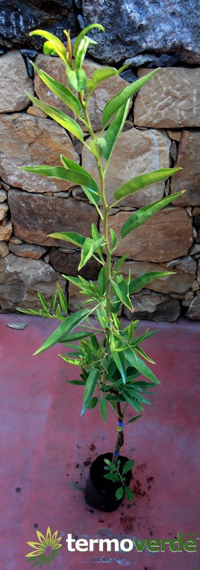 Albero mandorlo Tuono, spedizione Express