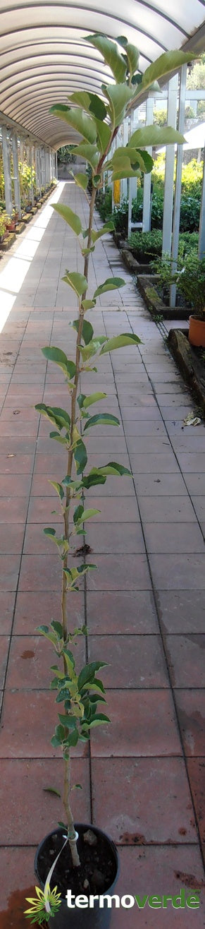 Albero melo Limoncello, spedizione Express