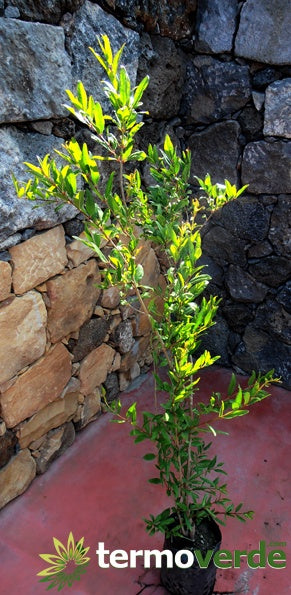 Albero melograno Dente di cavallo, spedizione Express