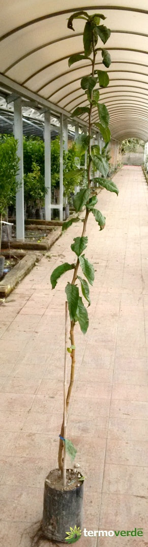 Albero nespolo di Germania, spedizione Express