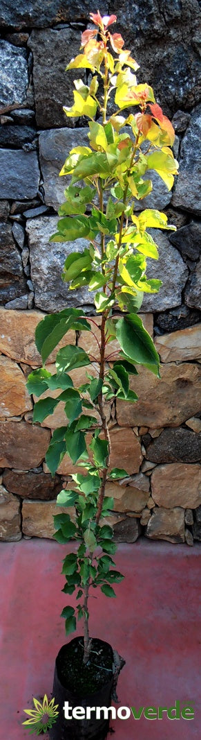 Albero pero Cotogno, spedizione Express