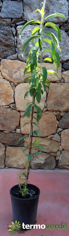 Albero pesco Maycrest, spedizione Express